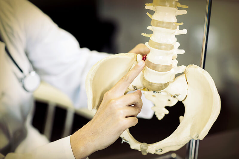 ACG Physiotherapist holding a spine model in clinic